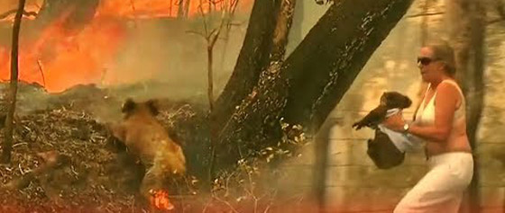 فيديو.. سيدة تخترق النيران لإنقاذ حيوان كوالا في غابات أستراليا المحترقة صورة رقم 2