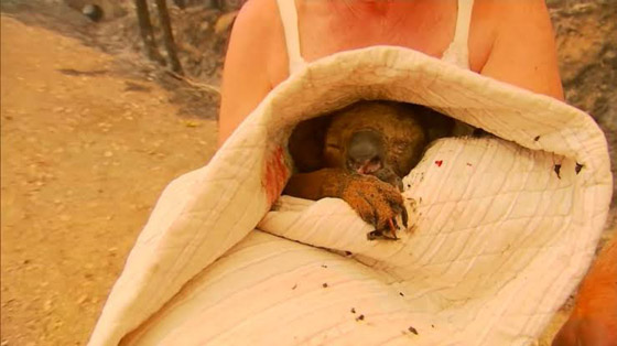 فيديو.. سيدة تخترق النيران لإنقاذ حيوان كوالا في غابات أستراليا المحترقة صورة رقم 1