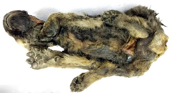 اكتشاف أقدم كلب في العالم.. عمره 18 ألف سنة! صورة رقم 3