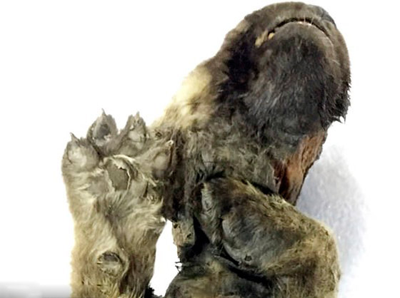 اكتشاف أقدم كلب في العالم.. عمره 18 ألف سنة! صورة رقم 6