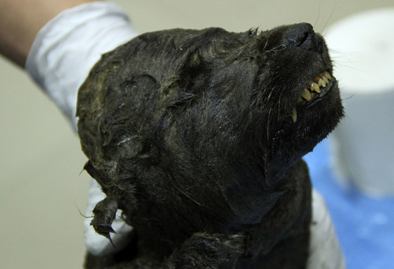 اكتشاف أقدم كلب في العالم.. عمره 18 ألف سنة! صورة رقم 5