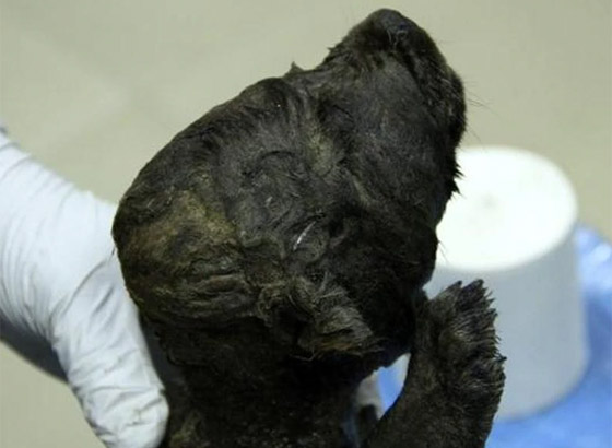 اكتشاف أقدم كلب في العالم.. عمره 18 ألف سنة! صورة رقم 8