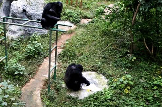 فيديو مدهش لعبقرية الشمبانزي.. يغسل الملابس مثل الإنسان تماما! صورة رقم 2