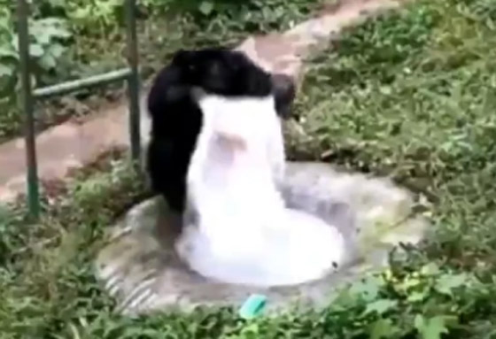 فيديو مدهش لعبقرية الشمبانزي.. يغسل الملابس مثل الإنسان تماما! صورة رقم 5