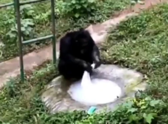 فيديو مدهش لعبقرية الشمبانزي.. يغسل الملابس مثل الإنسان تماما! صورة رقم 6