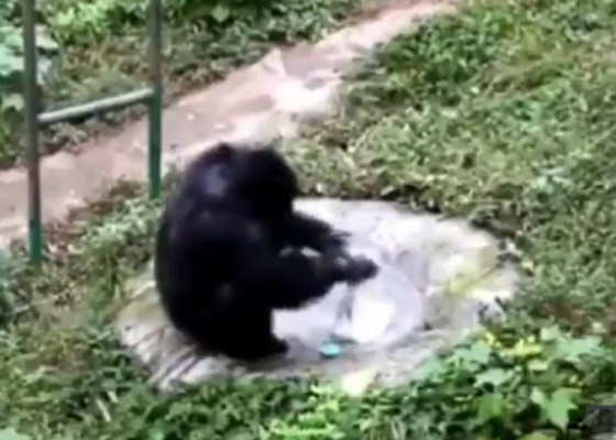فيديو مدهش لعبقرية الشمبانزي.. يغسل الملابس مثل الإنسان تماما! صورة رقم 7