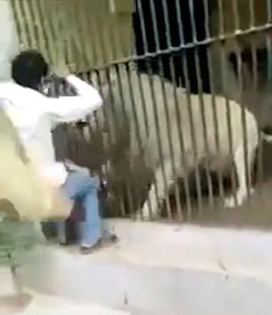 فيديو صادم.. أسد ينهش ذراع حارسه أثناء إطعامه في هجوم مباغت غادر! صورة رقم 2