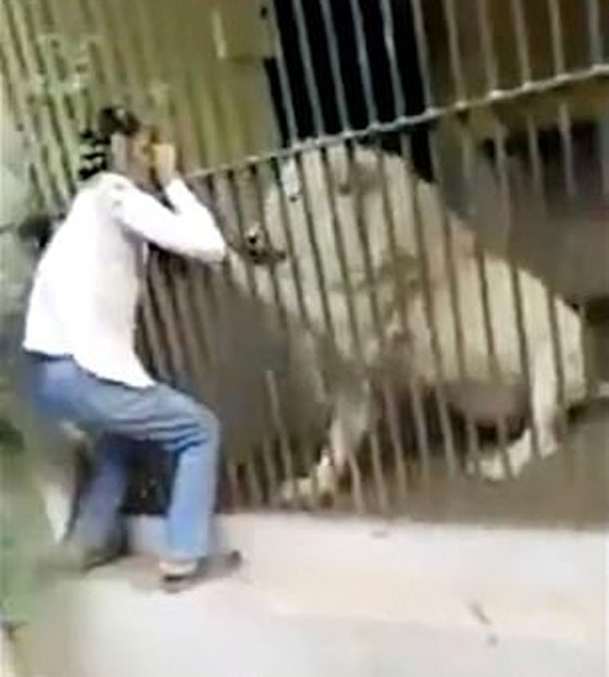 فيديو صادم.. أسد ينهش ذراع حارسه أثناء إطعامه في هجوم مباغت غادر! صورة رقم 1