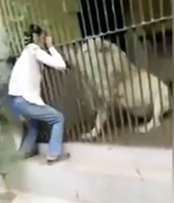 فيديو صادم.. أسد ينهش ذراع حارسه أثناء إطعامه في هجوم مباغت غادر! صورة رقم 3