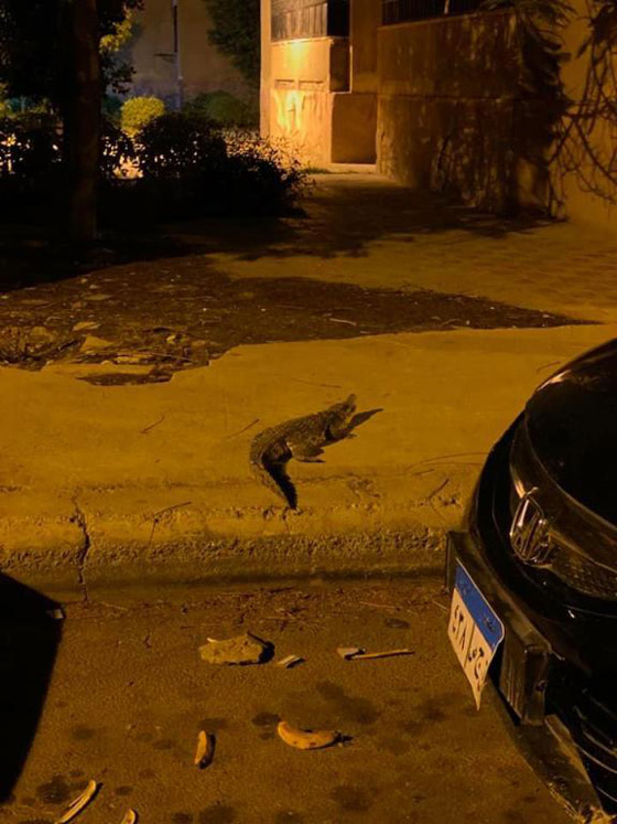 ظهور تمساح ضخم في شوارع مدينة أكتوبر صورة رقم 1