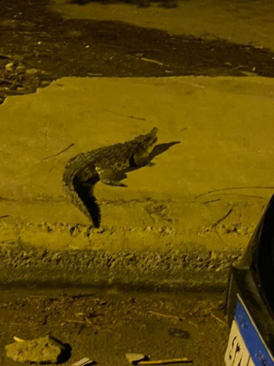 ظهور تمساح ضخم في شوارع مدينة أكتوبر صورة رقم 2