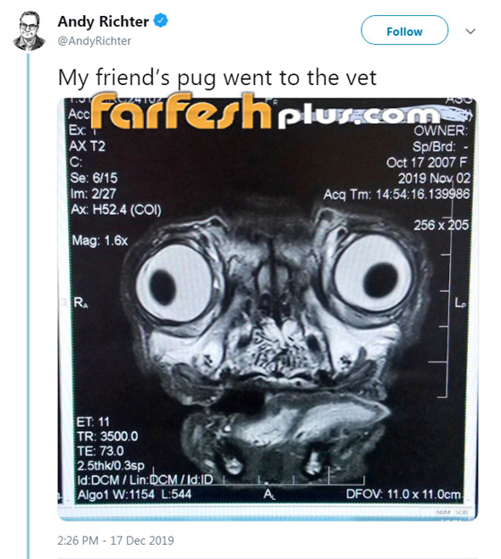 صورة أشعة إكس لكلب تجعله نجما على مواقع التواصل! صورة رقم 3