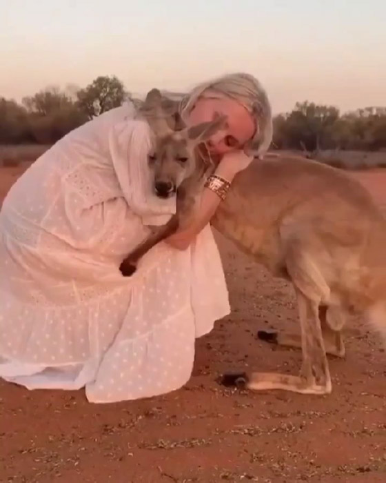 فيديو مؤثر.. كنغر يحتضن امرأة أنقذته من حرائق أستراليا صورة رقم 2