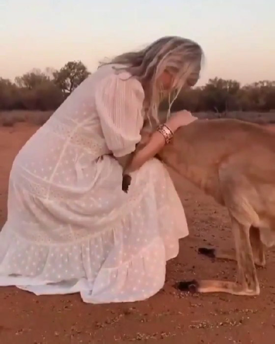 فيديو مؤثر.. كنغر يحتضن امرأة أنقذته من حرائق أستراليا صورة رقم 4