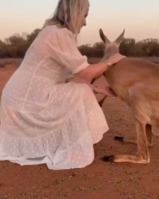 فيديو مؤثر.. كنغر يحتضن امرأة أنقذته من حرائق أستراليا صورة رقم 5