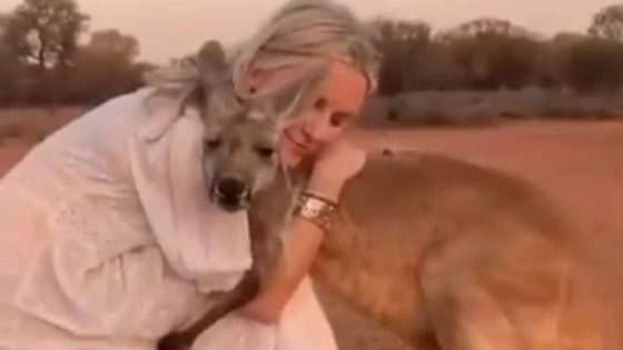 فيديو مؤثر.. كنغر يحتضن امرأة أنقذته من حرائق أستراليا صورة رقم 6