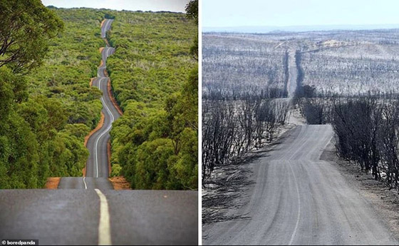 صورٌ مؤسفة تُظهر الحجم الحقيقي للدمار الذي سببته حرائق الغابات الأسترالية صورة رقم 1
