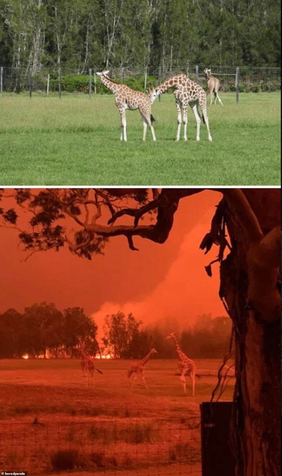 صورٌ مؤسفة تُظهر الحجم الحقيقي للدمار الذي سببته حرائق الغابات الأسترالية صورة رقم 3