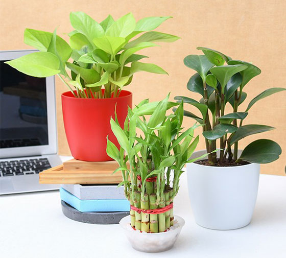 النباتات المكتبية يمكن أن تقلل من الإجهاد في العمل صورة رقم 3