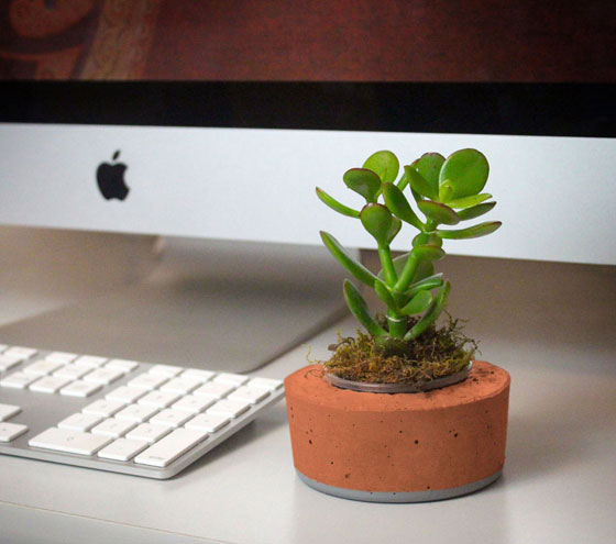 النباتات المكتبية يمكن أن تقلل من الإجهاد في العمل صورة رقم 5