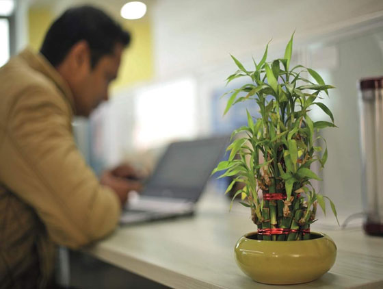النباتات المكتبية يمكن أن تقلل من الإجهاد في العمل صورة رقم 10
