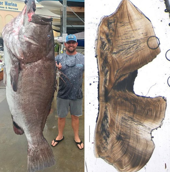 بالصور: العثور على أكبر سمكة سنا وضخامة في العالم صورة رقم 1
