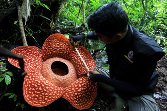 بالصور: العثور على أكبر زهرة ذات رائحة كريهة في إندونيسيا! صورة رقم 1