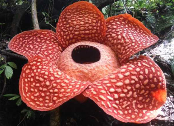 بالصور: العثور على أكبر زهرة ذات رائحة كريهة في إندونيسيا! صورة رقم 2