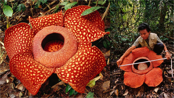 بالصور: العثور على أكبر زهرة ذات رائحة كريهة في إندونيسيا! صورة رقم 4