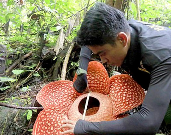 بالصور: العثور على أكبر زهرة ذات رائحة كريهة في إندونيسيا! صورة رقم 5