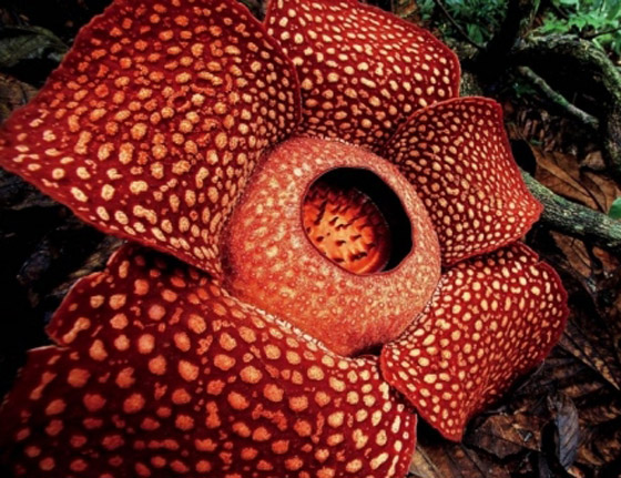 بالصور: العثور على أكبر زهرة ذات رائحة كريهة في إندونيسيا! صورة رقم 6