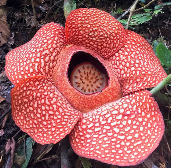 بالصور: العثور على أكبر زهرة ذات رائحة كريهة في إندونيسيا! صورة رقم 7