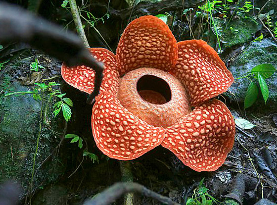 بالصور: العثور على أكبر زهرة ذات رائحة كريهة في إندونيسيا! صورة رقم 8