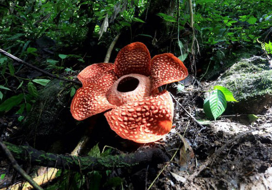 بالصور: العثور على أكبر زهرة ذات رائحة كريهة في إندونيسيا! صورة رقم 9