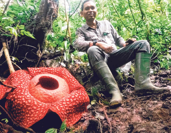 بالصور: العثور على أكبر زهرة ذات رائحة كريهة في إندونيسيا! صورة رقم 10