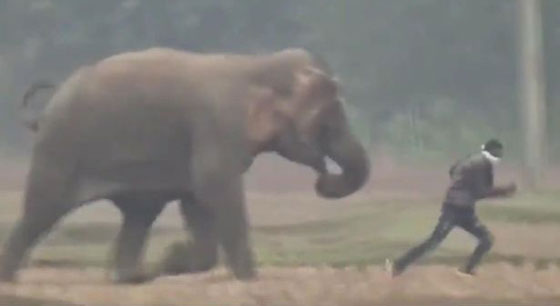  سائح كاد يلقى حتفه تحت أقدام فيل أثناء محاولة التقاط سيلفي معه.. «فيديو» صورة رقم 1