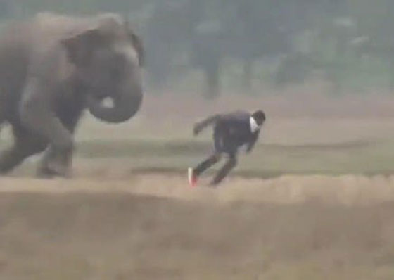  سائح كاد يلقى حتفه تحت أقدام فيل أثناء محاولة التقاط سيلفي معه.. «فيديو» صورة رقم 2