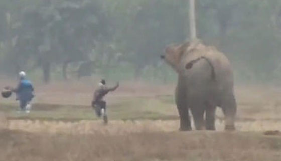  سائح كاد يلقى حتفه تحت أقدام فيل أثناء محاولة التقاط سيلفي معه.. «فيديو» صورة رقم 3