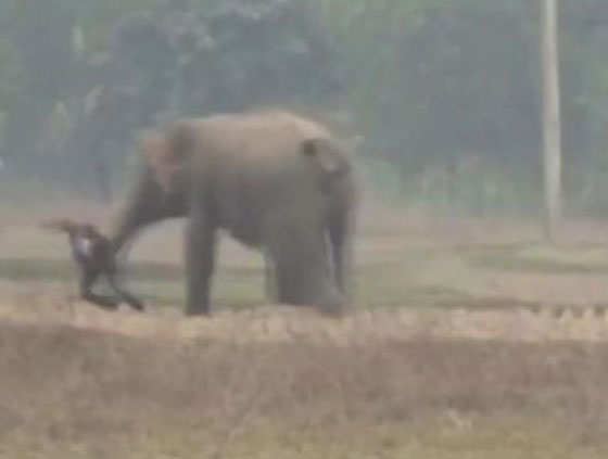  سائح كاد يلقى حتفه تحت أقدام فيل أثناء محاولة التقاط سيلفي معه.. «فيديو» صورة رقم 4
