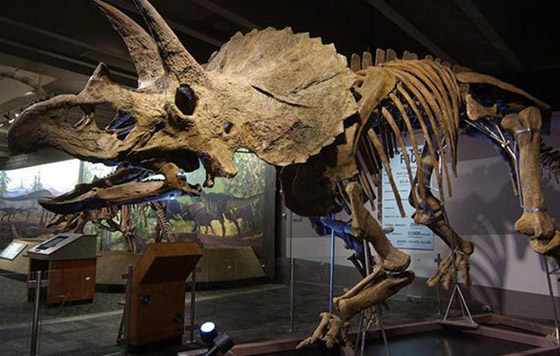 اكتشافات جديدة تثير الجدل حول كيفية انقراض الديناصورات صورة رقم 6