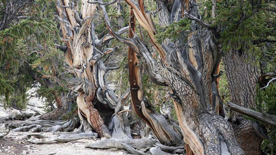 أقدم الأشجار بالعالم.. ما السر وراء الأشجار المعمرة لأكثر من ألف عام؟ صورة رقم 2