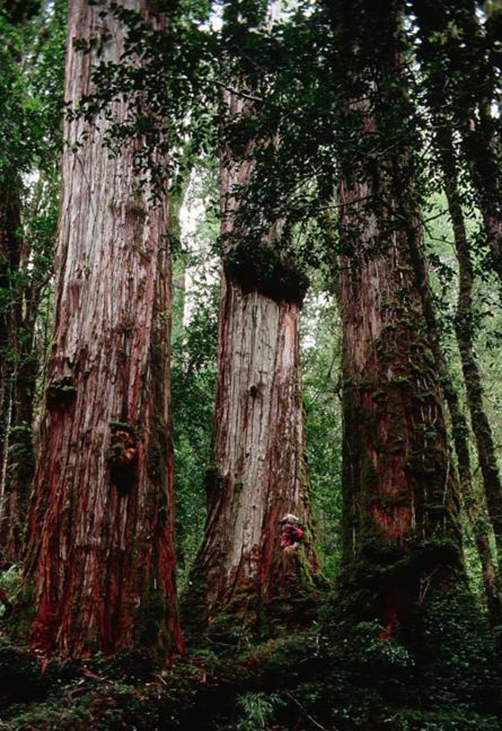 أقدم الأشجار بالعالم.. ما السر وراء الأشجار المعمرة لأكثر من ألف عام؟ صورة رقم 4