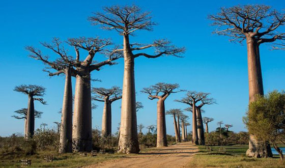 أقدم الأشجار بالعالم.. ما السر وراء الأشجار المعمرة لأكثر من ألف عام؟ صورة رقم 5