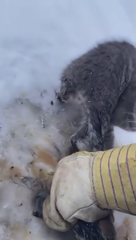 فيديو.. شاب ينقذ قططا من الموت بكوب قهوة صورة رقم 2
