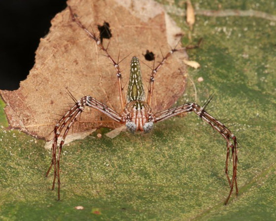 صور مدهشة: شاهدوا سحر الحشرات الغريبة المذهل في الصين! صورة رقم 4