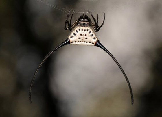 صور مدهشة: شاهدوا سحر الحشرات الغريبة المذهل في الصين! صورة رقم 8