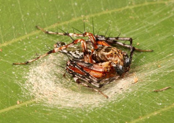 صور مدهشة: شاهدوا سحر الحشرات الغريبة المذهل في الصين! صورة رقم 9