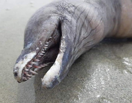 العثور على مخلوق غامض برأس دلفين وجسم ثعبان على شاطئ مكسيكي صورة رقم 2