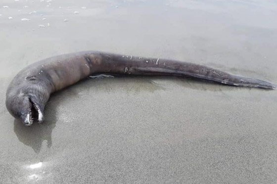 العثور على مخلوق غامض برأس دلفين وجسم ثعبان على شاطئ مكسيكي صورة رقم 1