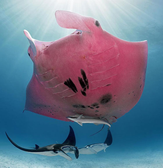 بالصور: الكشف عن كائن بحري نادر وحيد من نوعه في العالم صورة رقم 2